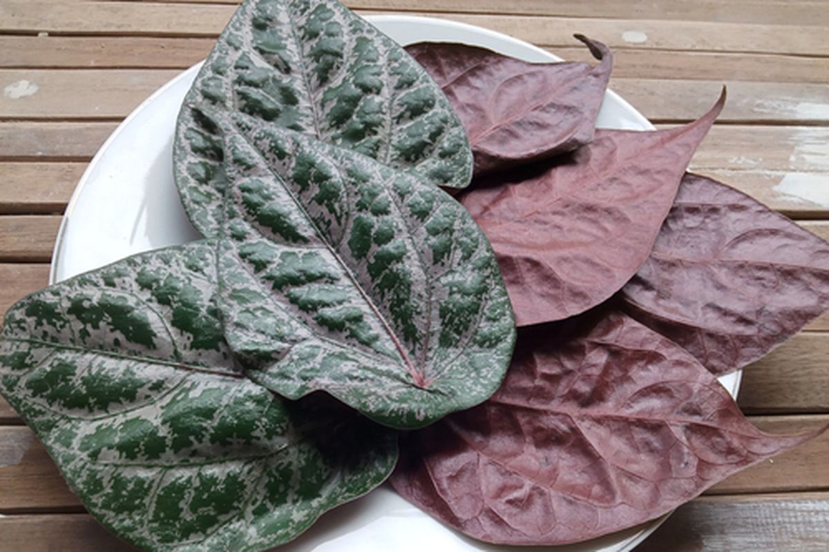 Sirih merah (Piper ornatum)